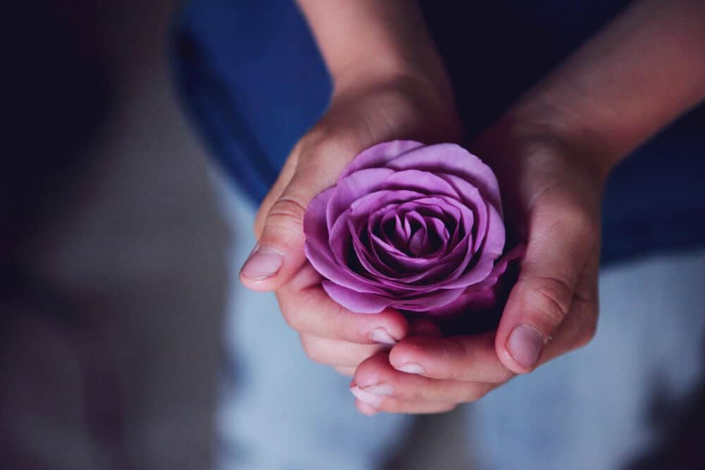Hands holding a single purple rose blossom.